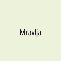 Mravlja - Logotip